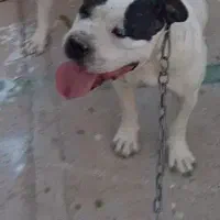 امریکن پیت بول ماده نزدیک فحل یا معاوضه...|سگ|شیراز, شاپورجان|دیوار