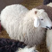 میش|حیوانات مزرعه|مرودشت, محمد آباد|دیوار