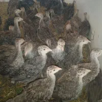 جوجه بوقلمون وجوجه مرغ