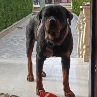 جفت گیری با ماده روتوایلر