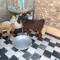 بز پاچن|حیوانات مزرعه|زاهدان, |دیوار