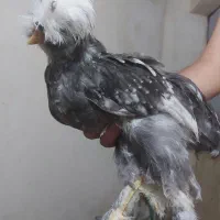 جوجه سلطان چهارماهه