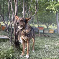 سگ  نگهبان