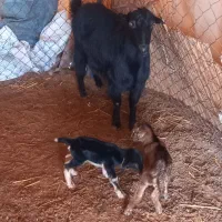 بزکهره دار  میش و شیشک آبستن و بره دار بره سبک|حیوانات مزرعه|پاسارگاد, |دیوار