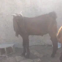 دو عدد بزغاله چاق|حیوانات مزرعه|گنبد کاووس, |دیوار