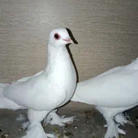 کبوتر تلف شده کفتر|پرنده|تبریز, |دیوار