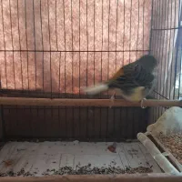 ۲ تا قناری نر بخون و سررحال