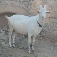 سانن اصیل