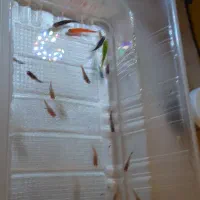 ماهی گوپی،زبرا،میگو|ماهی|کرمانشاه, |دیوار