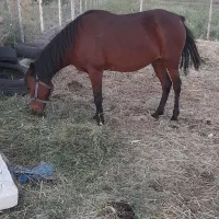 مادیان ۵ ساله|اسب و تجهیزات اسب‌سواری|کرج, کرج نو|دیوار