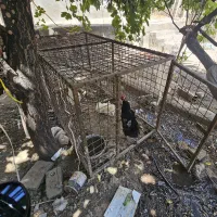 قفس نگهداری حیوانات.مرغ خروس. گربه