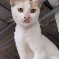 واگذاری گربه|گربه|قائم‌شهر, |دیوار