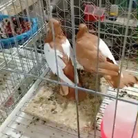 سینه ای چپ اشعل دمسفید یکت|پرنده|اندیمشک, |دیوار