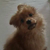 سگ پامر نردوماهه