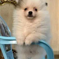 پامرانین|سگ|خوی, |دیوار