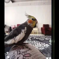 عروس هلندی گم شده به اسم جیتو