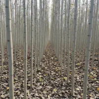 فروش صنوبر ریشهدار خمین،کیفیت صادراتی+قیمت تولیدی|خدمات باغبانی و درختکاری|خمین, |دیوار