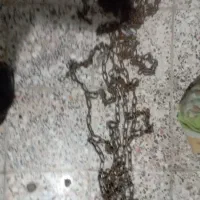زنجیر چرخ خاور