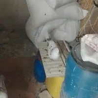 کبوتر تهرانی