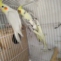 عروس هلندی با جوجه