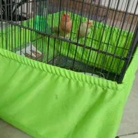 قناری آماده