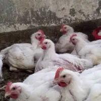 مرغ گوشتی ارگانیک|حیوانات مزرعه|فاضل آباد, |دیوار