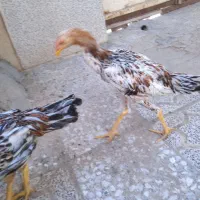 جوجه مرغ لاری
