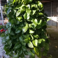 گل فروشی|گل و گیاه طبیعی|چوبر, |دیوار