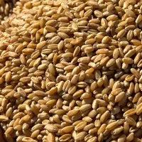 گندم بذری|گل و گیاه طبیعی|کارون, |دیوار