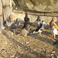 فروش تعدادی کبوتر