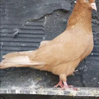 کفتر|پرنده|چهاردانگه (تهران), |دیوار