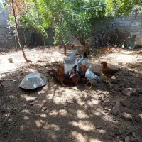 مرغ وخروس