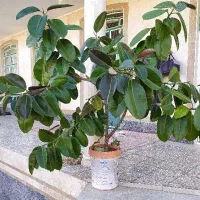 فروش گل بنجامین و فیکوس|گل و گیاه طبیعی|ملکان, |دیوار