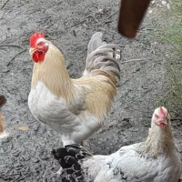 خروس محلی و خروس مینیاتوری