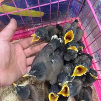 جوجه مینا سخنگو بار جدید رسید