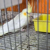 عروس هلندی|پرنده|اشنویه, |دیوار