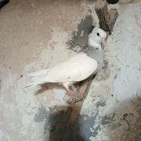 سوسنی . طوقی . کفتر