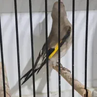 سهره کرمونی درشت|پرنده|خرمدره, |دیوار