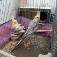 عروس هلندی