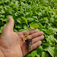 انواع نشاه موجود هست