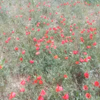 800مترمربع-زمین-دور-دیوار-در-شاهنامه19