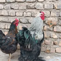 خروس برهما و مرغ تخمگذار|حیوانات مزرعه|محلات, |دیوار