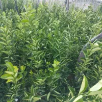 نهال کاری|خدمات باغبانی و درختکاری|خفر, |دیوار