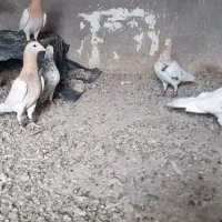 کفتر|پرنده|رشتخوار, |دیوار
