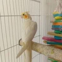 عروس هلندی نر