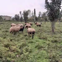 ۱۷ عدد گوسفند‌ آبستن
