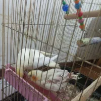 عروس هلندی باقفس|پرنده|کرج, پیشاهنگی|دیوار