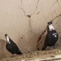 نروماده کرواتی|پرنده|تربتحیدریه, باغ سلطانی|دیوار