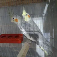 انواع طوطی عروس هلندی درهررنگ ونژاد|پرنده|خوی, |دیوار