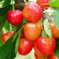 فروش نهال هر نوع موجود است